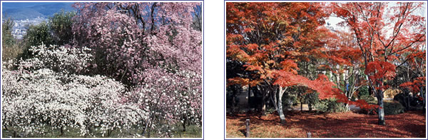 Four seasons at the Shogunzuka Mound